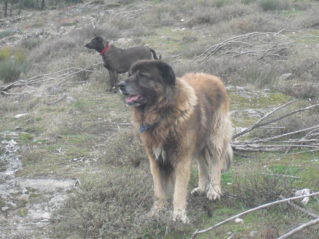 Terra Mista Alojamento Local Gouveia  Εξωτερικό φωτογραφία